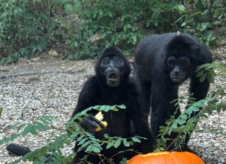Ottobre al Parco Zoo Falconara tra natura e brividi di Halloween