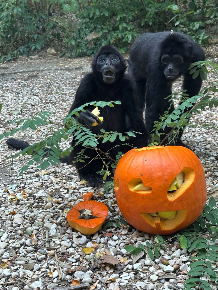 Parco Zoo_foto_halloween_2