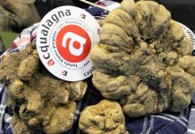 La stagione del tartufo bianco parte in salita, ma le prossime piogge potrebbero cambiare le previsioni