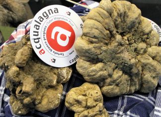 La stagione del tartufo bianco parte in salita, ma le prossime piogge potrebbero cambiare le previsioni