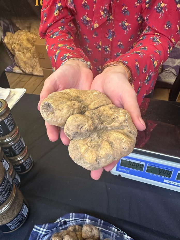 Tartufo Bianco di Sant'Angelo in Vado