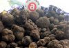 La situazione del tartufo in vista della 60° Fiera Internazionale del Tartufo Bianco di Acqualagna