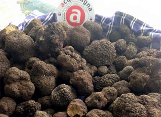 La situazione del tartufo in vista della 60° Fiera Internazionale del Tartufo Bianco di Acqualagna