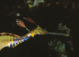 Fano, alla scoperta dei pesci più strani del Pianeta: un viaggio nell’Australia meno nota