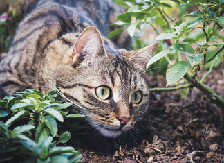 Dalla parte dell’ascoltatore con Luigi Livi, il gruppo di lettura e il randagismo felino, la settimana CoMeta