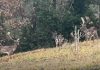 Fossombrone: branco di daini invade il centro abitato