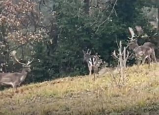 Fossombrone: branco di daini invade il centro abitato
