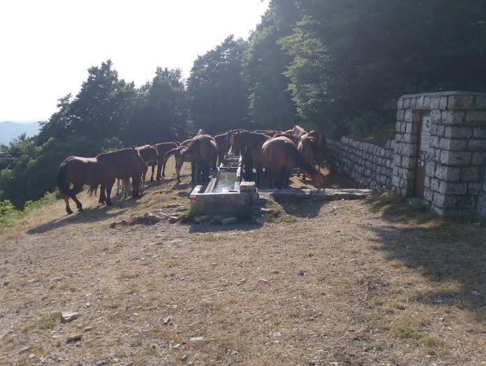 Foto Cavalli del Catria pascoli Comunanze agrarie