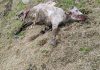 Lupi a Monte Grimano, mucca e vitellino sbranati all’alba a pochi metri dalle case. Coldiretti Pesaro Urbino: “Allevatori esasperati”