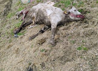 Lupi a Monte Grimano, mucca e vitellino sbranati all’alba a pochi metri dalle case. Coldiretti Pesaro Urbino: “Allevatori esasperati”