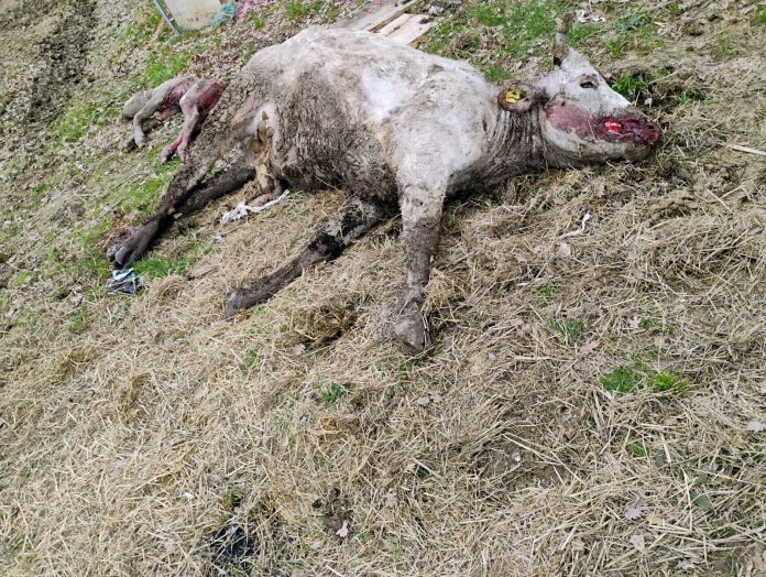 animali predati a montegrimano (1)