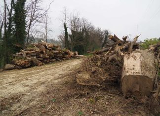 Fano, La Lupus in Fabula: “Scempio ambientale sul torrente Arzilla”