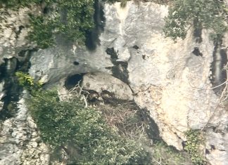 Furlo, telecamere e sale multimediali per osservare il nido dell’aquila reale