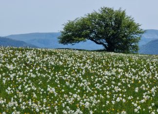 Cagli, Gruppo Fare Comune: “Autovelox sì, tutela no. Monte Petrano abbandonato da quasi due anni e promesse disattese”