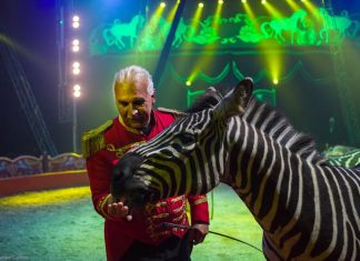 Il Circo Orlando Orfei incanta Fermignano: uno spettacolo che conquista grandi e piccoli
