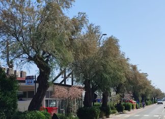 Fano, le associazioni incontrano l’assessore Curzi: il punto sul verde della città