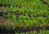 Coldiretti, arriva la grandine. Tra Belforte all’Isauro e Acqualagna, con le trebbiature terminate, i danni maggiori si sono riscontrati nei campi di coriandolo.