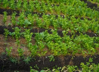 Coldiretti, arriva la grandine. Tra Belforte all’Isauro e Acqualagna, con le trebbiature terminate, i danni maggiori si sono riscontrati nei campi di coriandolo.