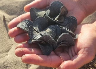Ambiente: prosegue il mistero sui dischetti di plastica ritrovati sulle spiagge dell’Adriatico