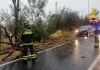 Maltempo, a Fano cade un albero su un’auto in transito. Nessuna conseguenza alla conducente