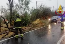 Maltempo, a Fano cade un albero su un’auto in transito. Nessuna conseguenza alla conducente