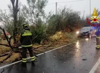Maltempo, a Fano cade un albero su un’auto in transito. Nessuna conseguenza alla conducente