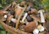 Cagli Tutto Fungo, il magico mondo dei funghi ci aspetta in città sabato 26 e domenica 27 settembre