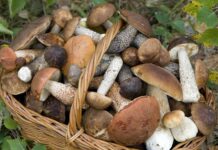 Cagli Tutto Fungo, il magico mondo dei funghi ci aspetta in città sabato 26 e domenica 27 settembre