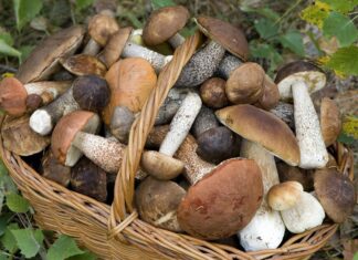 Cagli Tutto Fungo, il magico mondo dei funghi ci aspetta in città sabato 26 e domenica 27 settembre