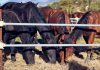 Torna a Chiaserna la grande festa del Cavallo del Catria