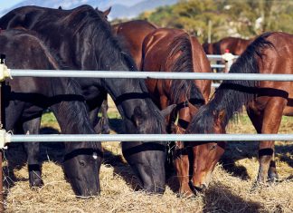 Torna a Chiaserna la grande festa del Cavallo del Catria