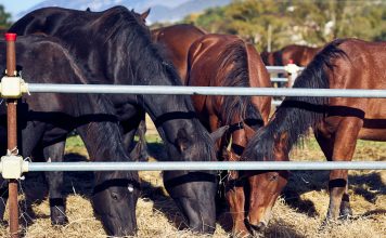 Torna a Chiaserna la grande festa del Cavallo del Catria