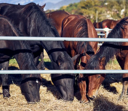 Torna a Chiaserna la grande festa del Cavallo del Catria