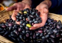 Cartoceto DOP, il Festival: attesa per il secondo e ultimo atto con l’olio al centro della rassegna