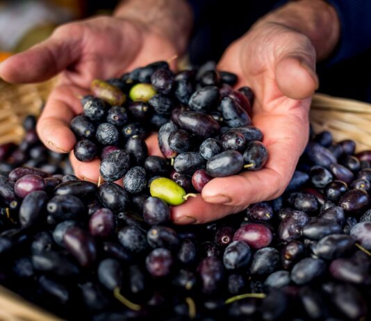 Cartoceto DOP, il Festival: attesa per il secondo e ultimo atto con l’olio al centro della rassegna